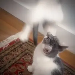 with intro video 