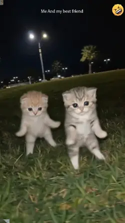 Cute Cat