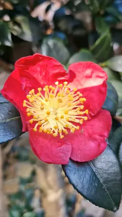 bloom