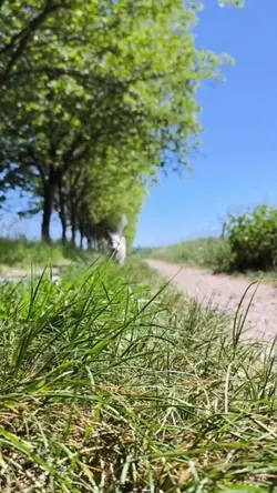 greenscreen 