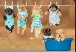 Puppies to too s