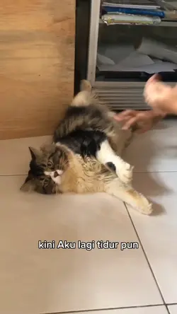 Suara Hati Kucing
