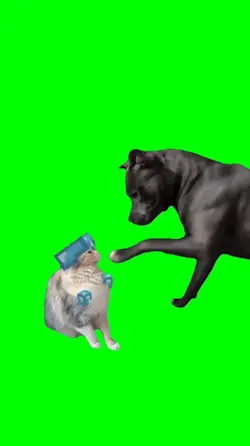 Dog and cat