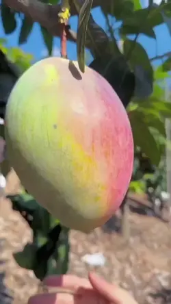 Bocil Mangga ⁵