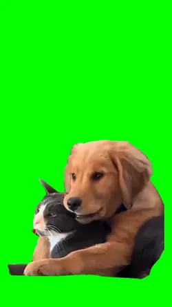 Funny cat & dog 