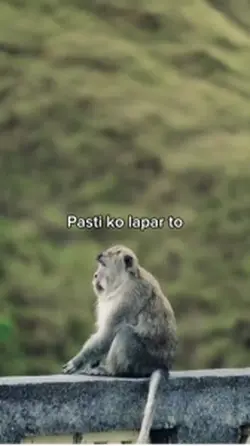 Ko lapar to