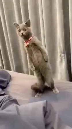 funny cat memes 