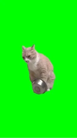 gatto affamato 😂