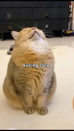 kucing core