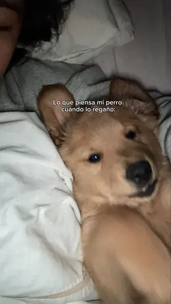 mi perro que dira?