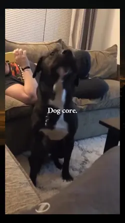 dog core