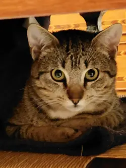 gatto