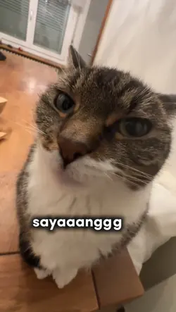 TREND KUCING