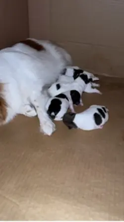 Pom Pom & her puppie