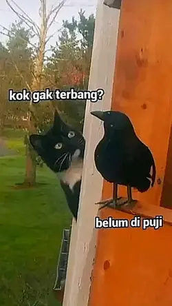 KOK GAK TERBANG?