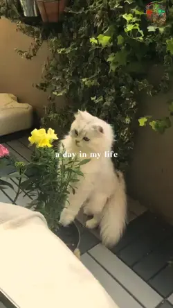 A Day In My Life