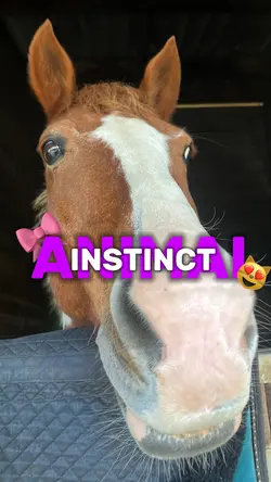 Instinct animal 🎀😻