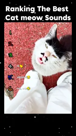Cat meow Sounds 