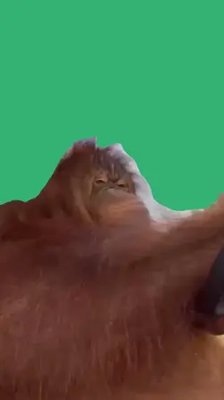 monkey driving 