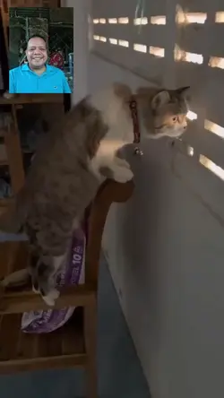 funny cat
