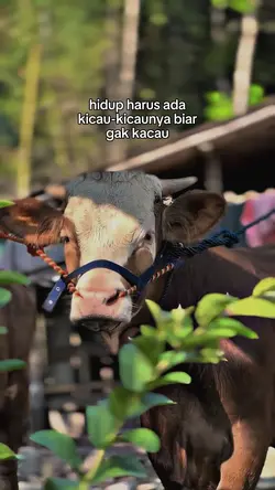 story