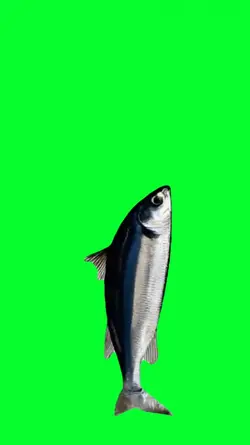 indian fish