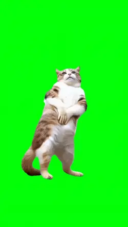 CAT DANCE