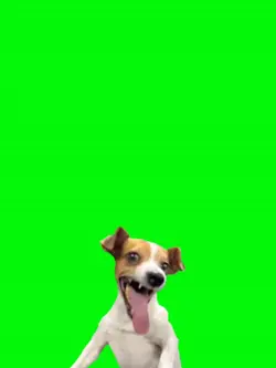 Dog green background