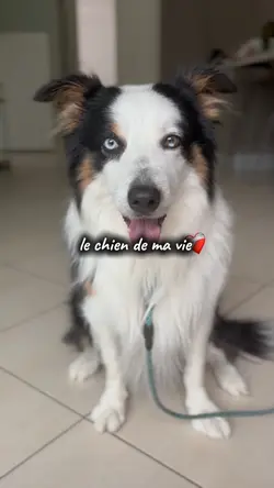 Le chien de ma vie 