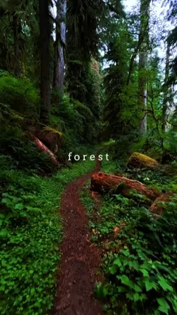forest