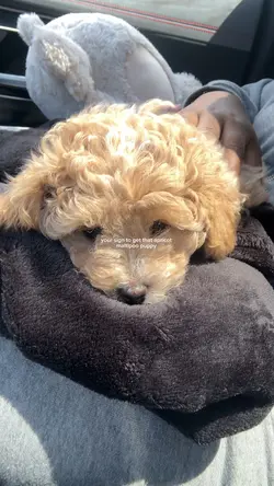 dog mama 🧸