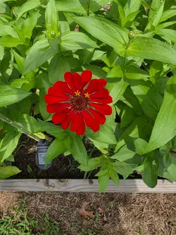 Garden Zoom