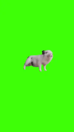 cochon qui danse
