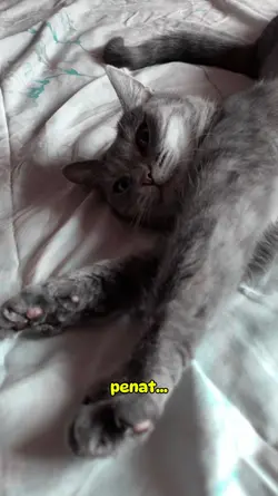 Penat