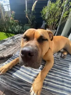 I’m a big dog