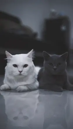 1 Video 5 Foto