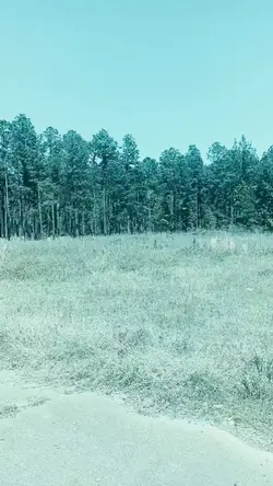 old forest
