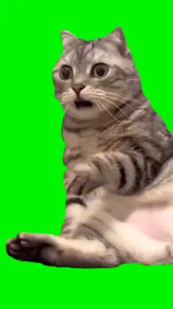 Shocking cat meme 