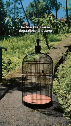 kicau mania story