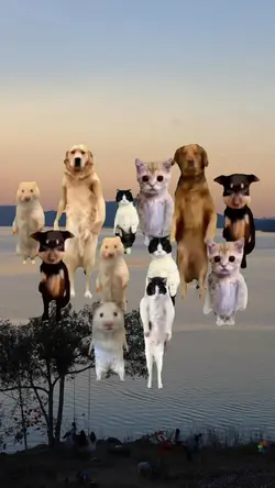 Dancing pets meme