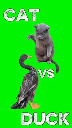 Duck v Cat