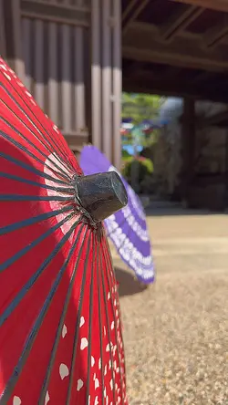 春の名所🎥