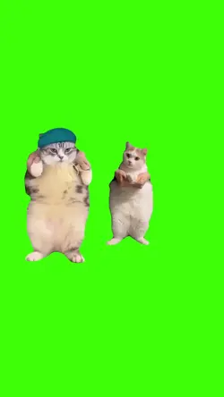 chats danse