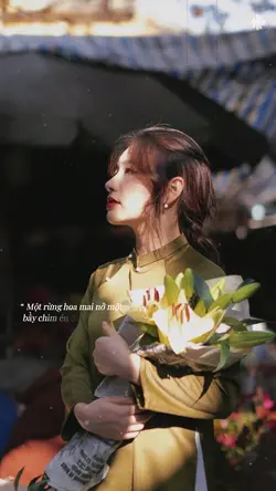 Một rừng hoa mai nở