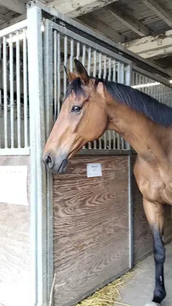 Slowmotion horse
