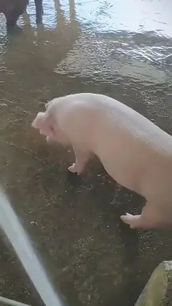De "Peppa Pig"