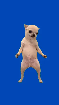 Chihuahua bailando