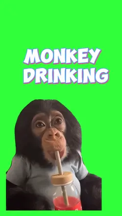 Monkey Drinking