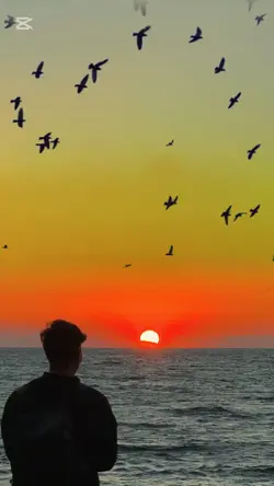 Birds fly sunset