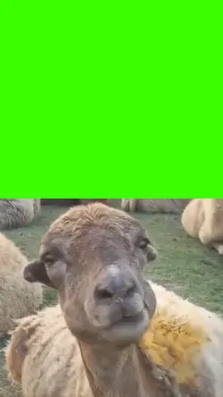 goat eating meme